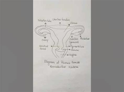 vagina zeichnen|Unlocking the Artistic Process: How to Draw a Vagina